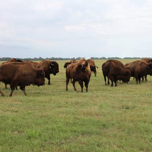 Is Bison Meat Good for You? Red Top Farms