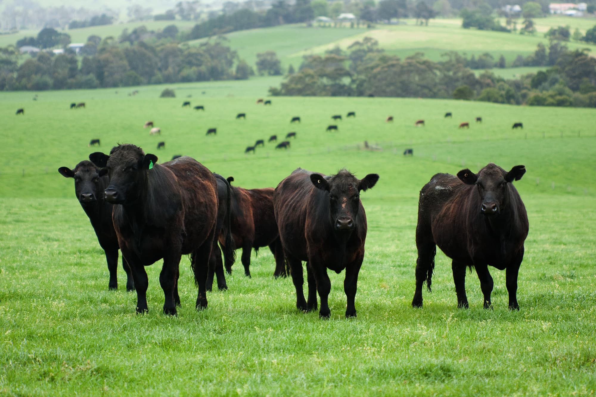 Premium American Grass Fed Beef - Red Top Farms