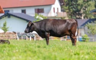 where does Wagyu beef come from